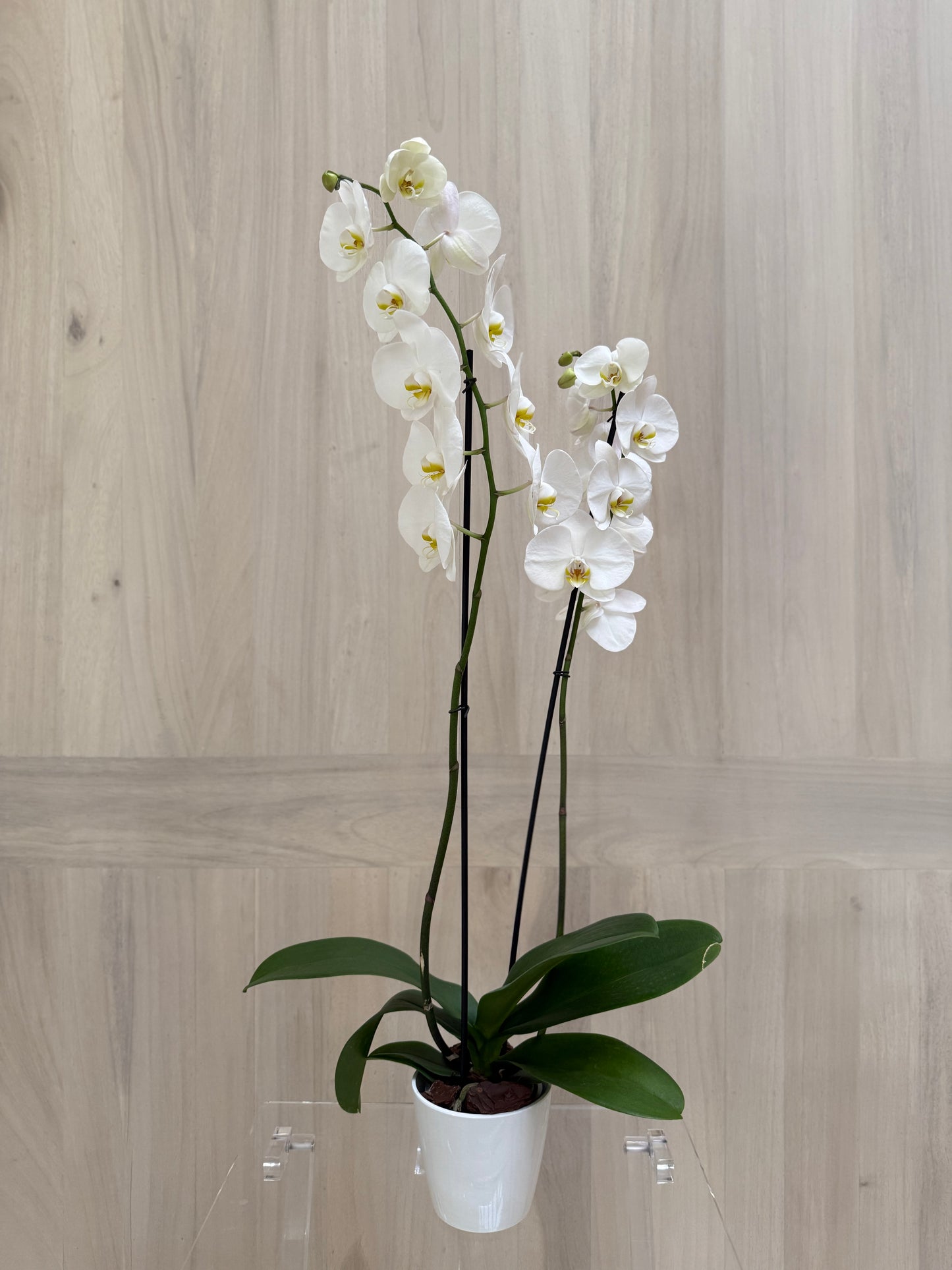 Orquídea Blanca en Maceta