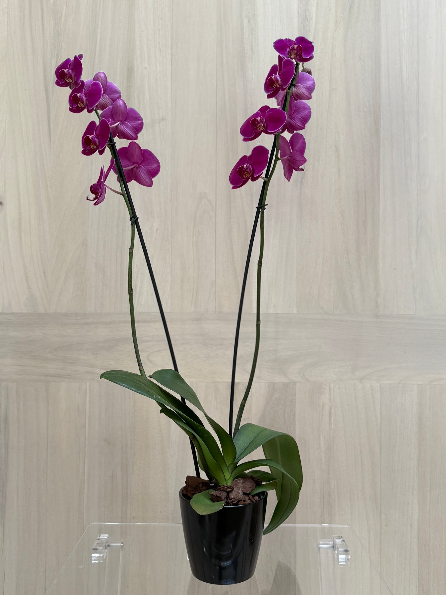 Orquídea Morada en Maceta